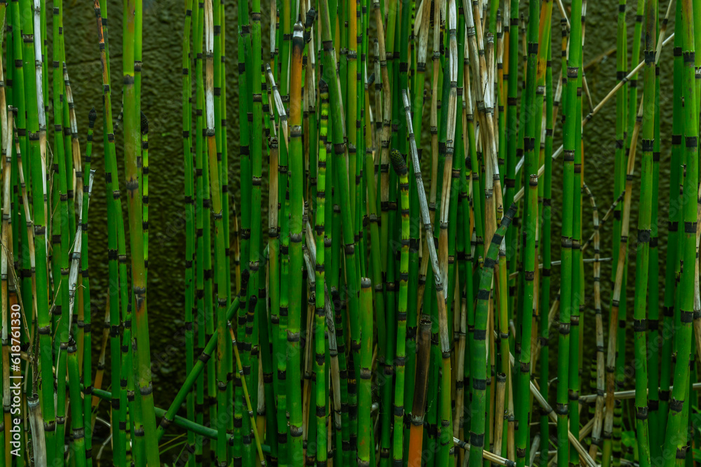 bamboo forest background bamboo forest background