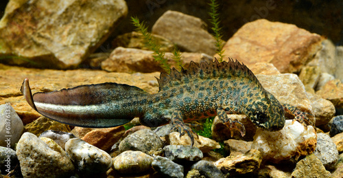 Balkan Crested Newt  Buresch s Crested Newt    S  d  stlicher Balkan-Kammmolch  Triturus ivanbureschi  - Greece