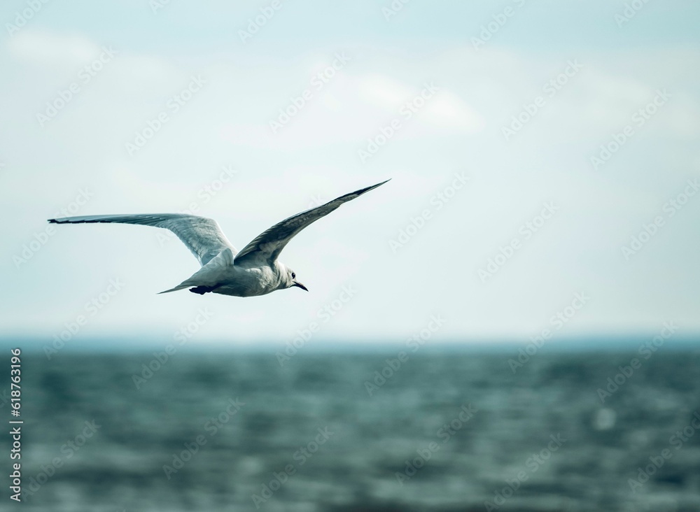 Fototapeta premium Closeup of a seabird flying above the sea