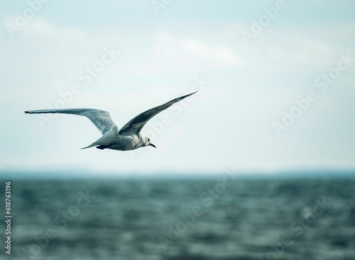 Closeup of a seabird flying above the sea