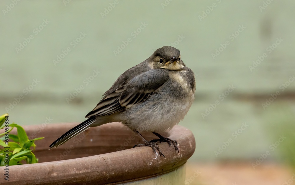 Obraz premium Juvenile pied wagtail in the garden