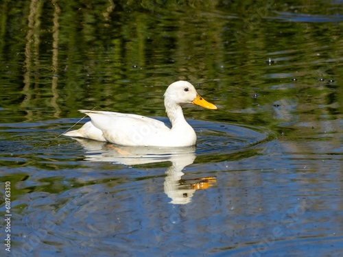Female white duck swimming in the water photo