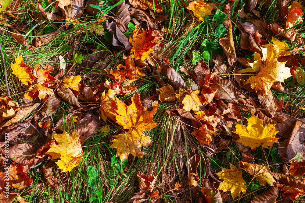 Autumn leaves on the ground in the forest. Colorful fall season background