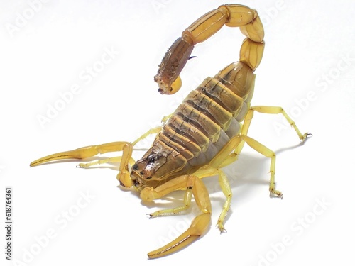 Closeup of a venomous scorpion on a white background