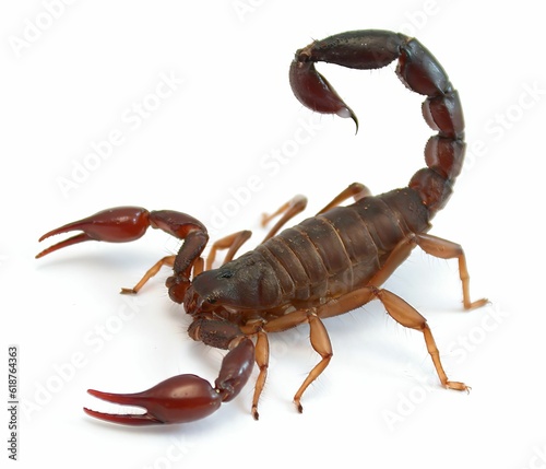 the scorpion is brown with yellow tips and claws on it