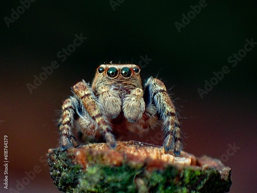 Close-up of a spider perched on a tree branch