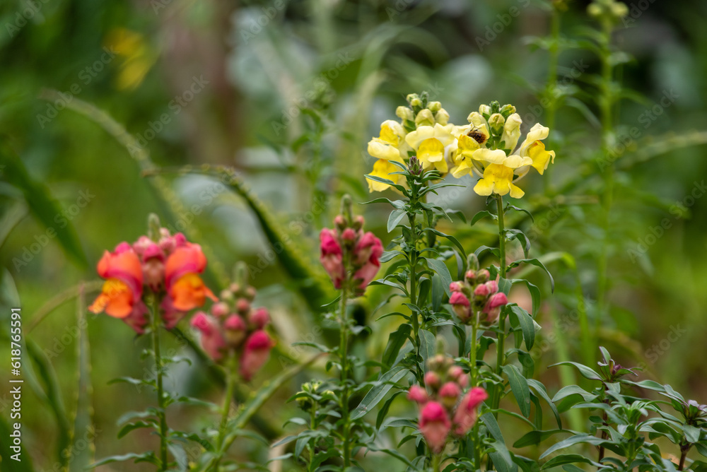 Butter And Eggs flowers, Linaria Vulgaris, in a park in Morocco