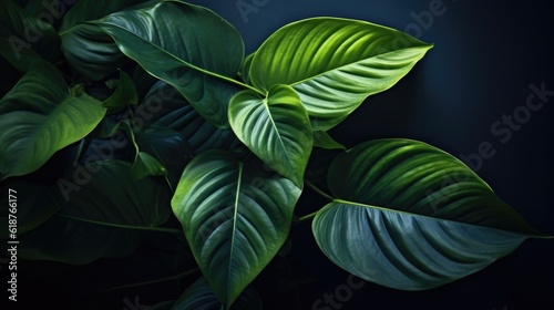 Tropical Plants and foliage on Dark Background