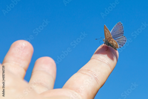 Bläuling - Schmetterling - Finger - sitzend - Falter  photo