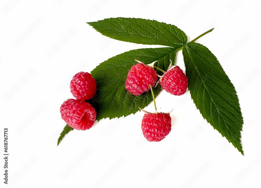 raspberry and leaves isolated on white raspberry and leaves isolated on white