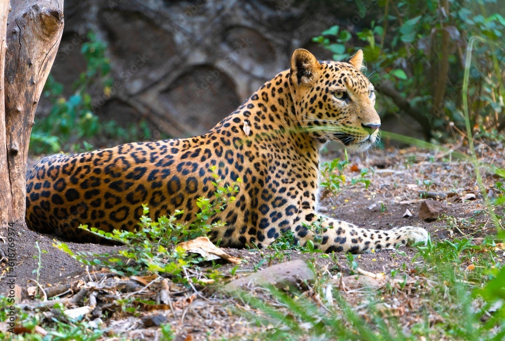 Obraz premium Beautiful and majestic leopard laying in a natural grassy setting, surrounded by lush trees