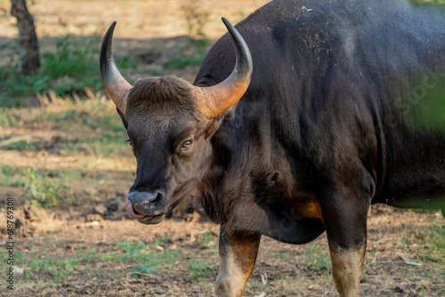 Gaur with its large horns standing in a grassy field