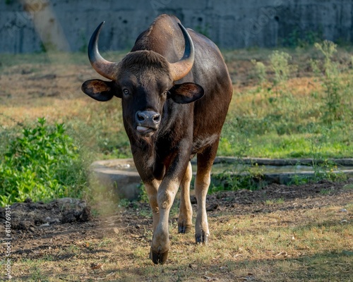 Gaur with its large horns standing in a grassy field