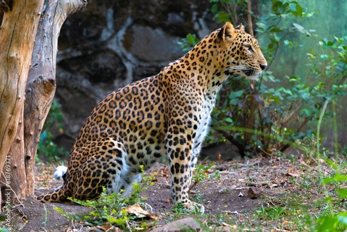 Beautiful and majestic leopard sitting in a natural grassy setting  surrounded by lush trees