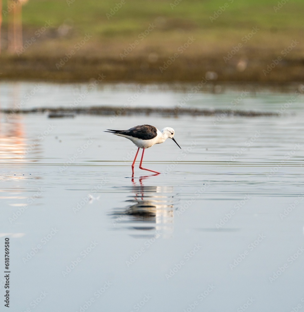 Obraz premium Single sandpiper standing in a shallow pond