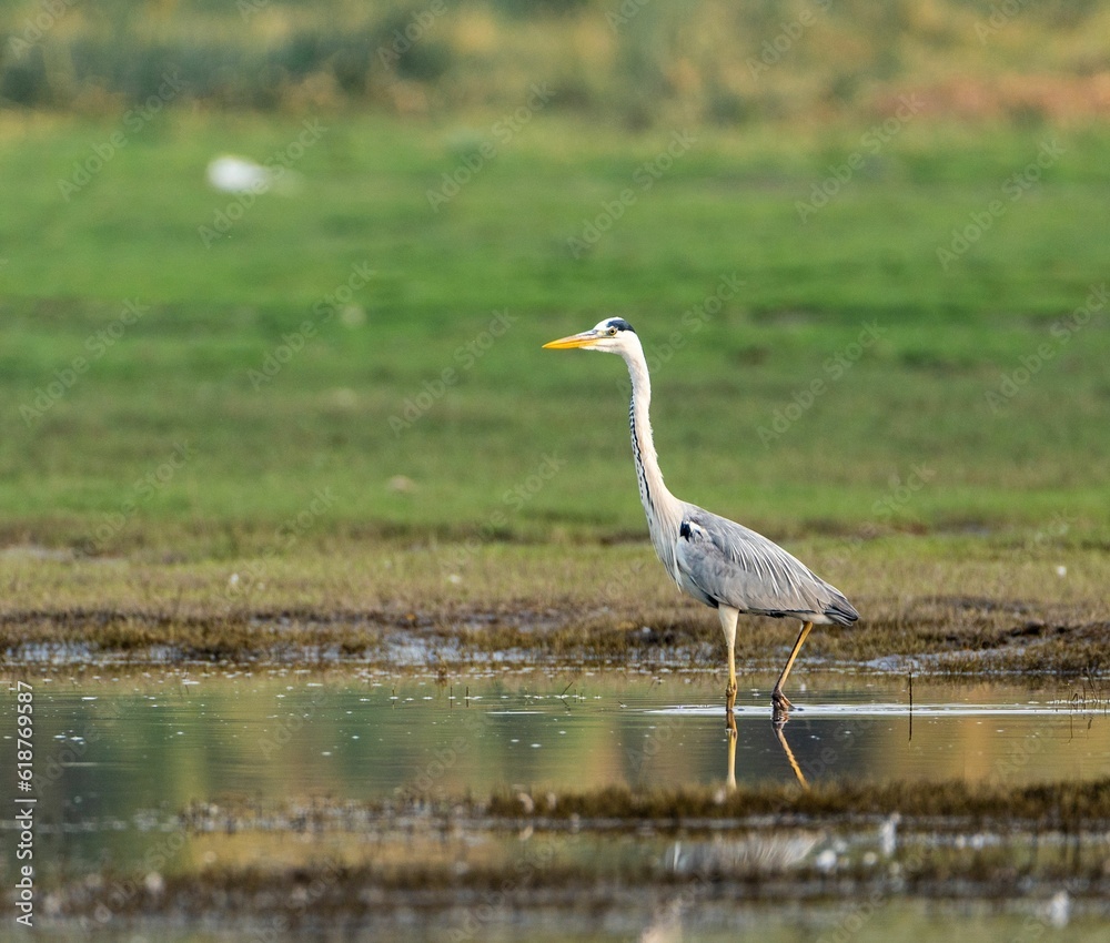 Gray Heron walking across the water's edge on top of a green field Gray Heron walking across the water's edge on top of a green field