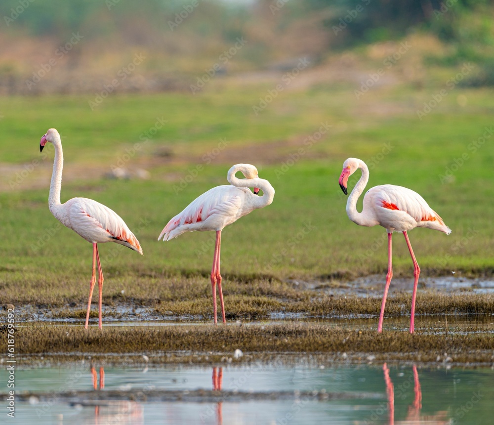 a group of flamingos standing near a lake in a field