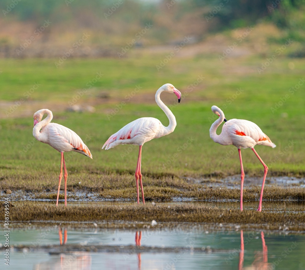 Flock of pink flamingos standing in a grassy meadow beside a tranquil lake