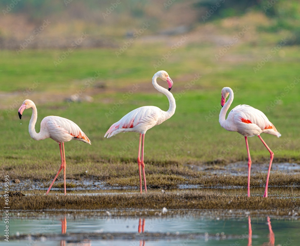 Flock of pink flamingos standing in a grassy meadow beside a tranquil lake