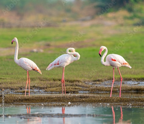 a group of flamingos standing near a lake in a field