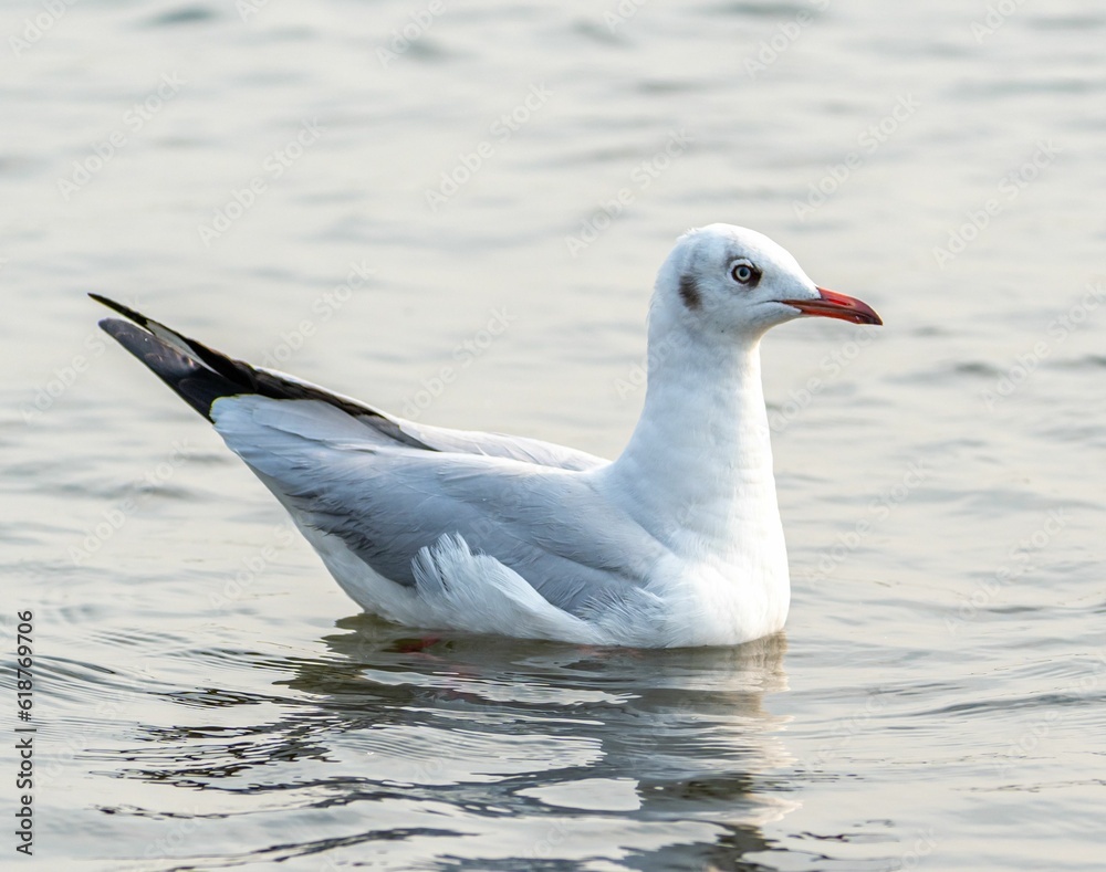 Single seagull floating in the water Single seagull floating in the water
