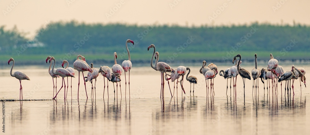 Flock of pink flamingos congregating in a shallow body of water