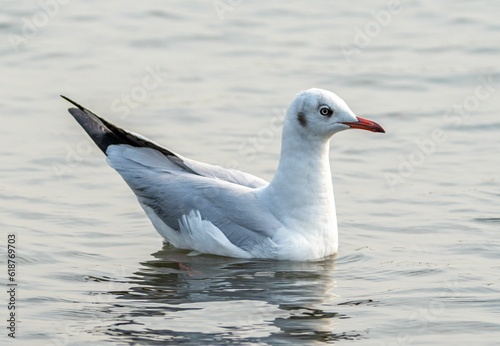 Single seagull floating in the water