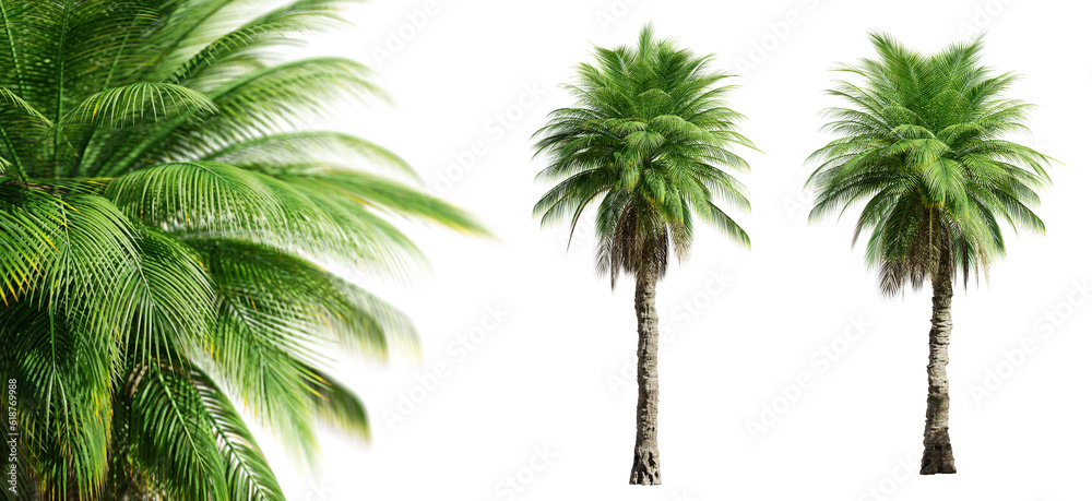 Phoenix Rupicola Tree (Cliff Date) palm trees isolated on transparent background and selective focus close-up. 3D render. - obrazy, fototapety, plakaty 