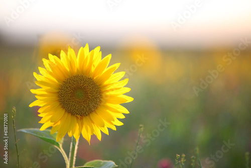 Eine gro  e Sonneblume im Sommer