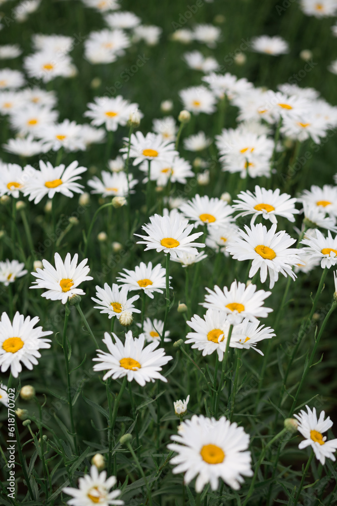 A beautiful field of white daisies A beautiful field of white daisies