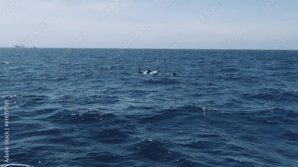 Beautiful Long-finned pilot whales (Globicephala melaena) swimming in the blue ocean Beautiful Long-finned pilot whales (Globicephala melaena) swimming in the blue ocean