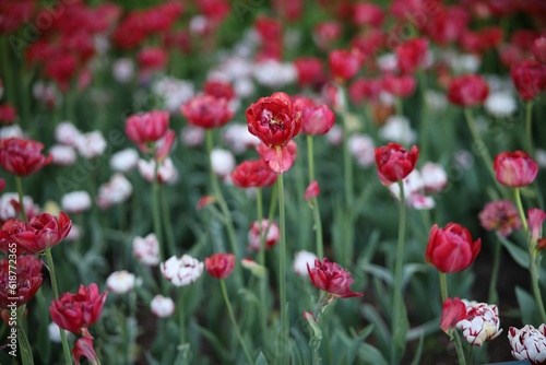 Beautiful tulips blooming in the park