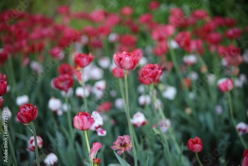 Beautiful tulips blooming in the park © Jan Tschabrun/Wirestock Creators