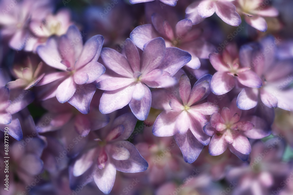 赤紫の紫陽花 赤紫の紫陽花