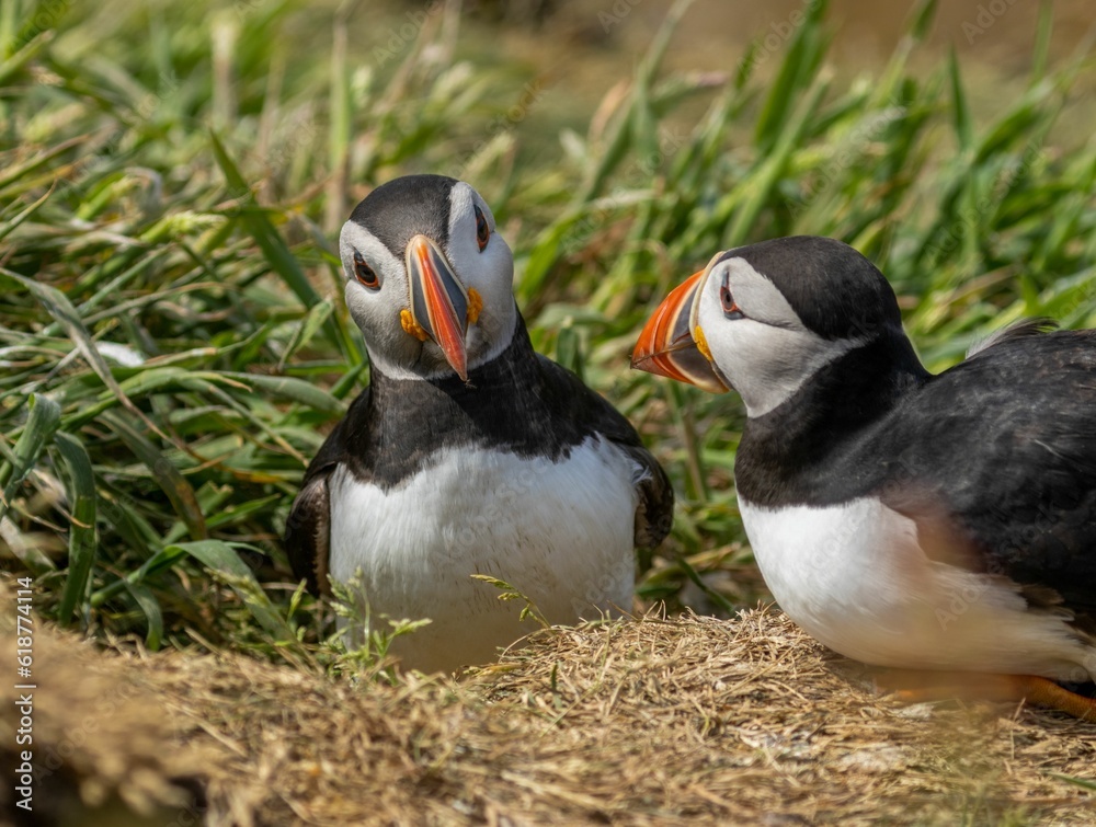 Naklejka premium Two Atlantic puffins in the summer in Scotland with orange legs and brightly colored beak