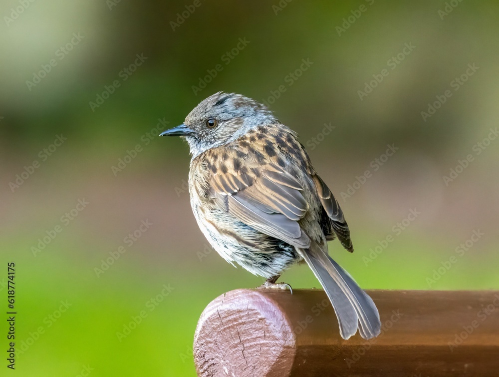 Fototapeta premium Small bird Dunnock perched atop a wooden bench in a sunny outdoor setting