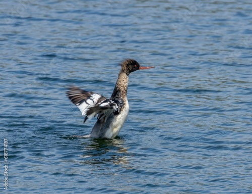 Hooded Merganser perched in a tranquil pond  flapping its wings gracefully