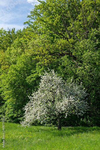 fruit tree in a meadow at the edge of the forest