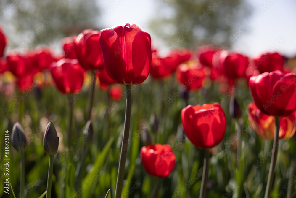Bed of red tulips in bloom with bulbs, trees and sky in the background Bed of red tulips in bloom with bulbs, trees and sky in the background