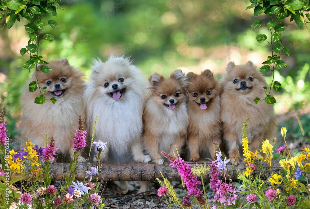 Group of cute and cheerful pomeranian puppies running around in a lush green garden Group of cute and cheerful pomeranian puppies running around in a lush green garden