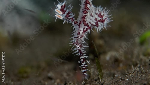 Close-up view of a ghost pipefish in the water photo