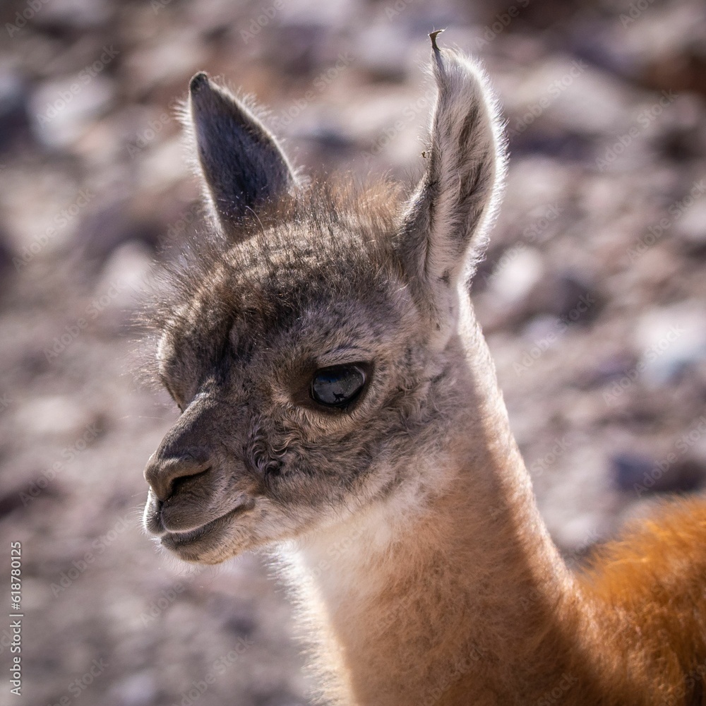 Shot of a Guanaco, a species of South American camelid