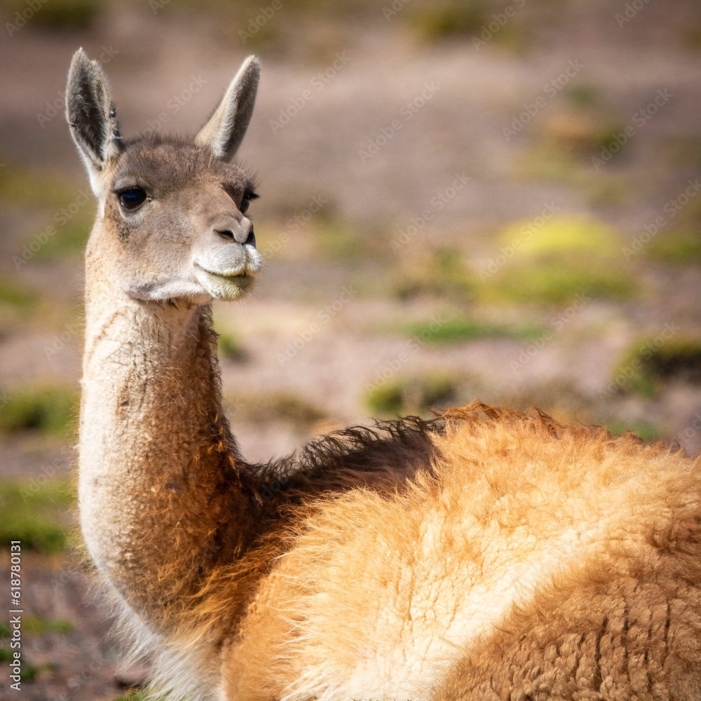 Shot of a Guanaco, a species of South American camelid