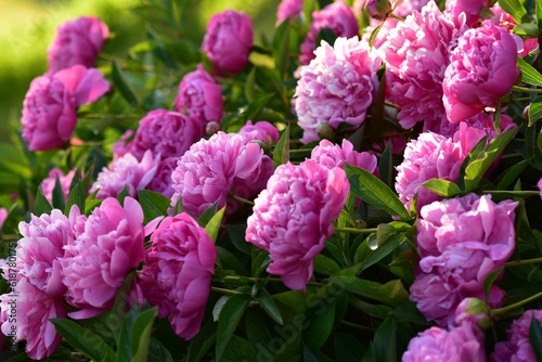 Vibrant display of peonies in bloom amongst lush green foliage.