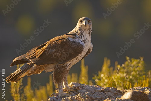 Orzeł południowy (Aquila fasciata) #618781113