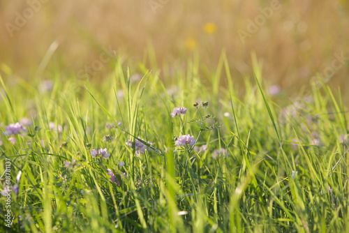 Lush meadow with colourful wildflowers, close up