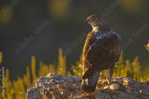 Orzeł południowy (Aquila fasciata) #618781179