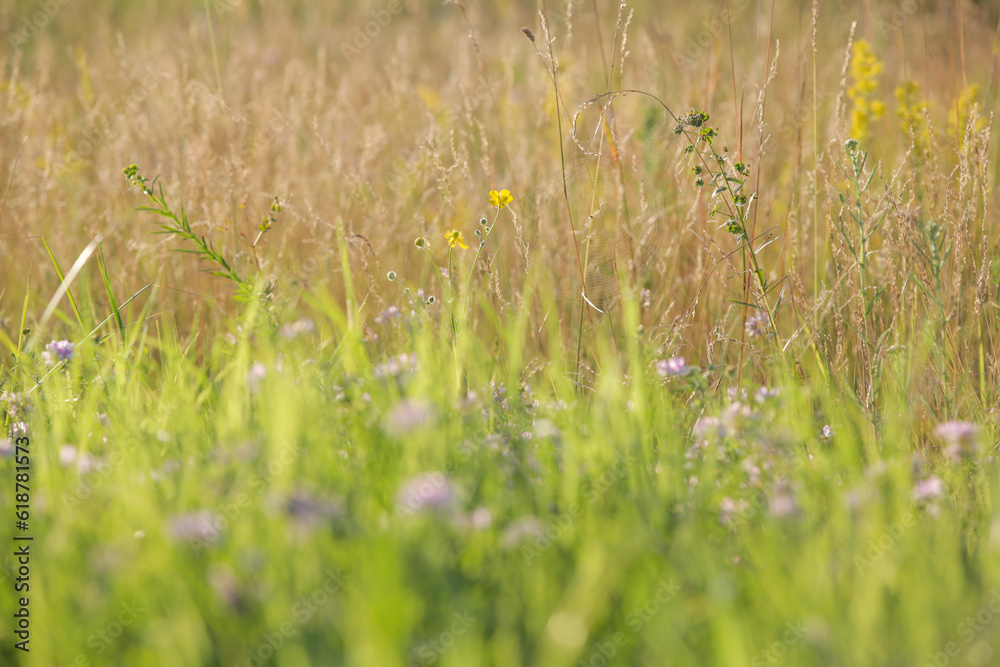 Lush meadow with colourful wildflowers, close up