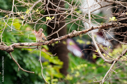 A beautiful brown pigeon , laughing dove