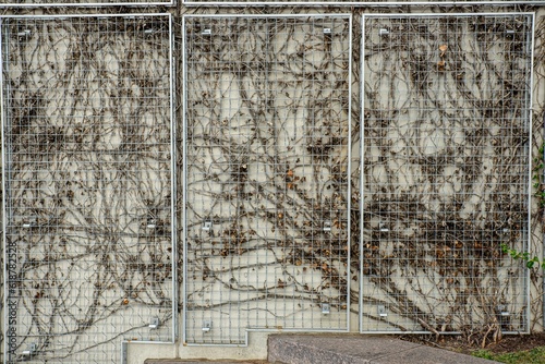 Three-panel metal trellis fence covered with intricate network of bare winter vines. Geometric grid pattern contrasts with organic vine growth. Textured background for nature, seasons, or garden theme photo